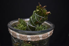 Load image into Gallery viewer, Bringing Nature Inside -Herbs -Cedar
